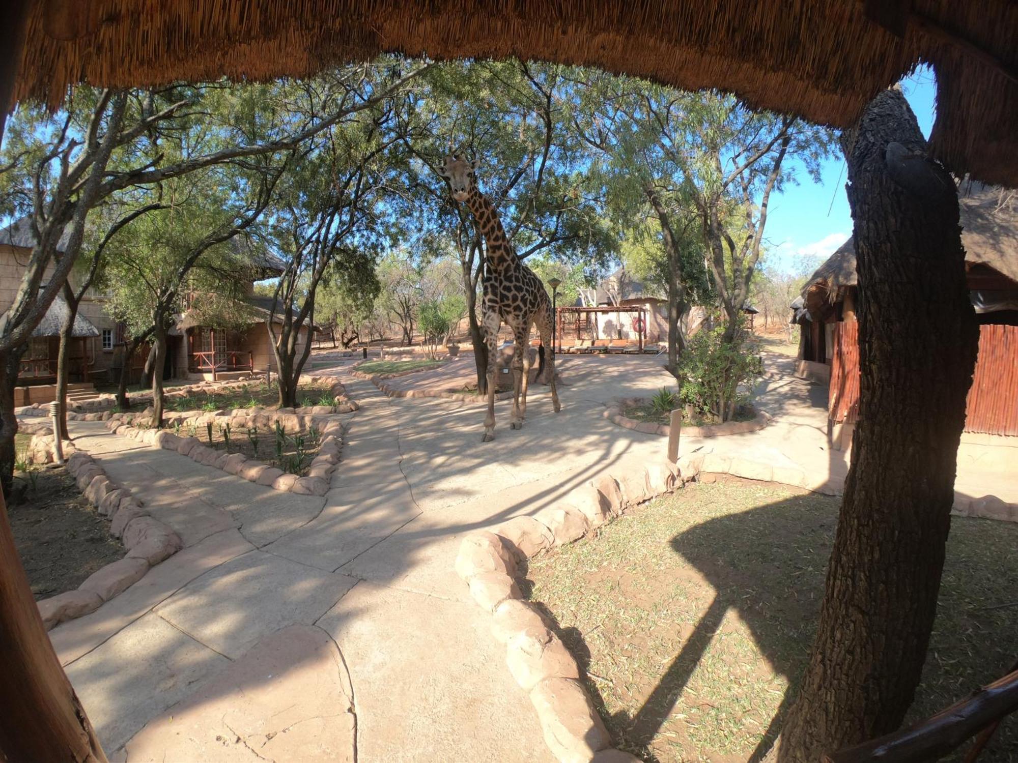 Zebra Nature Reserve 卡利南 客房 照片